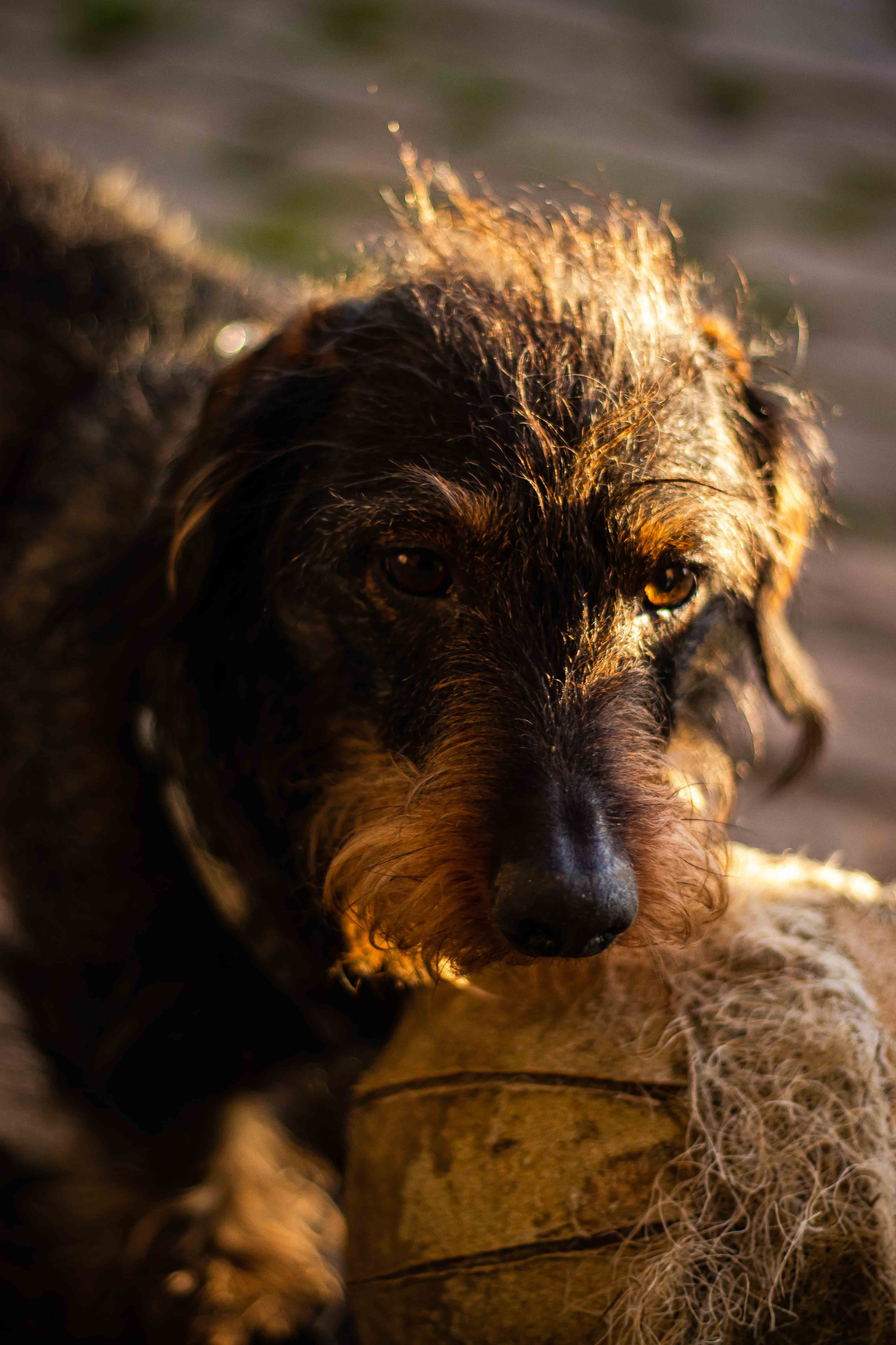 Photo d'un teckel à poil dur derrière un ballon beige